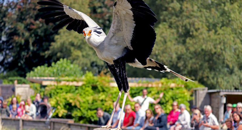 Hawk Conservancy Trust flying displays